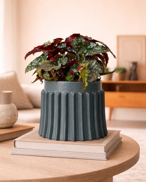 Raw-negra-planta
