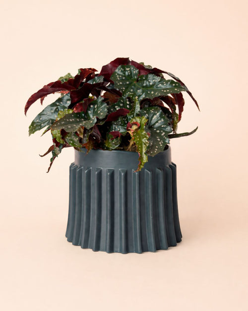 Raw-negra-planta