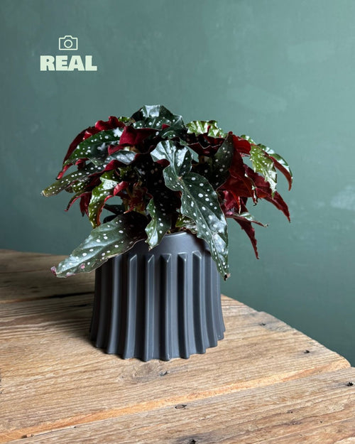 Raw-negra-real