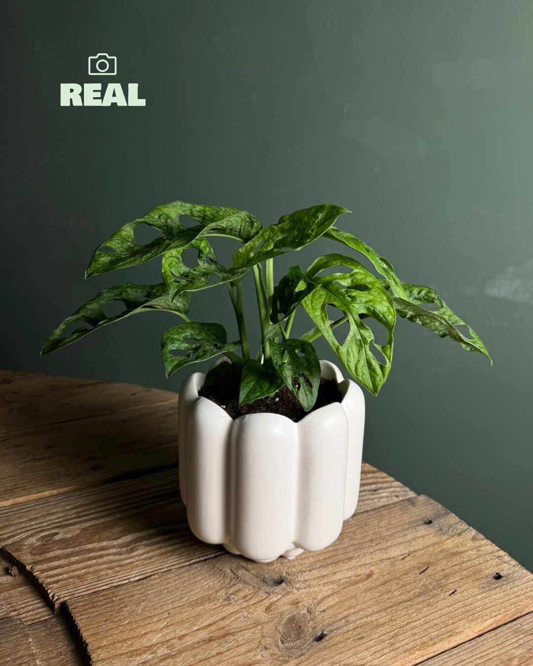 Retro-blanca-real