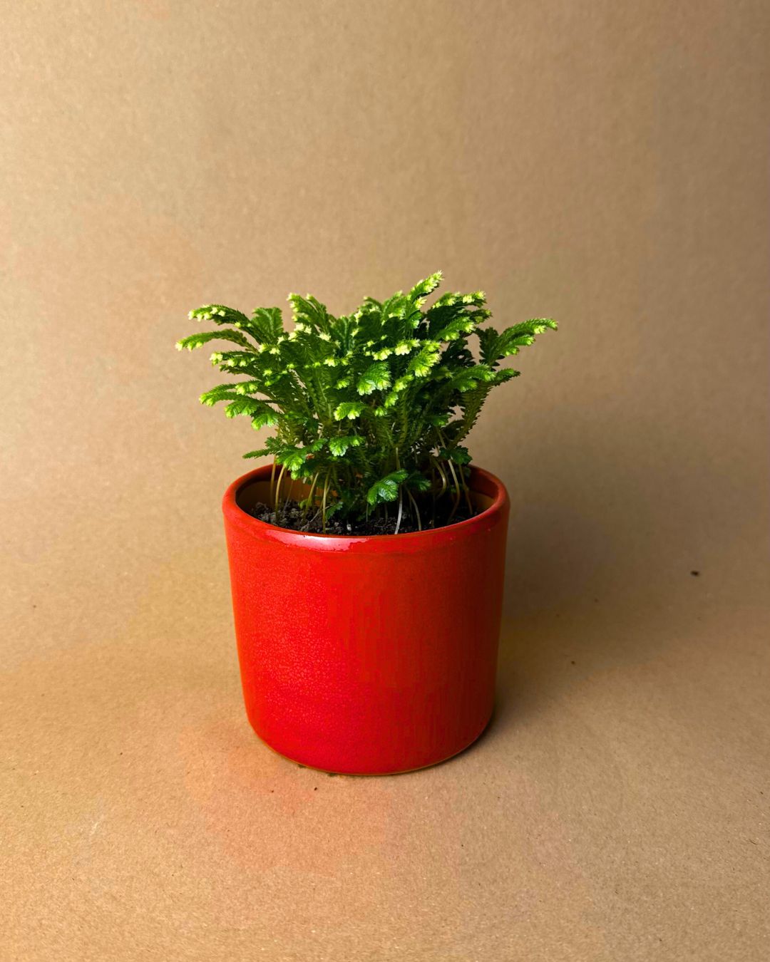 Selaginella Martensii - Helecho de Reno