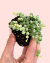 Senecio variegado detail