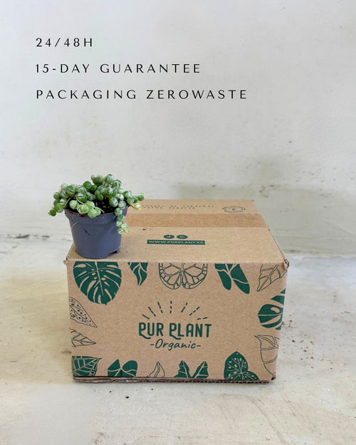 Senecio variegado packaging