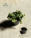 Senecio variegado real