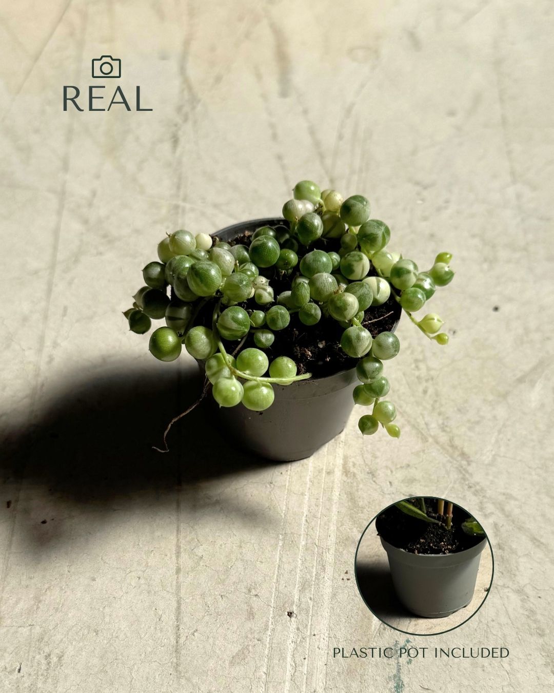 Senecio variegado real