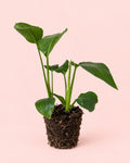 Strelitzia Reginae – Ave del Paraíso M