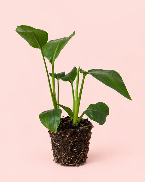 Platanera musa M