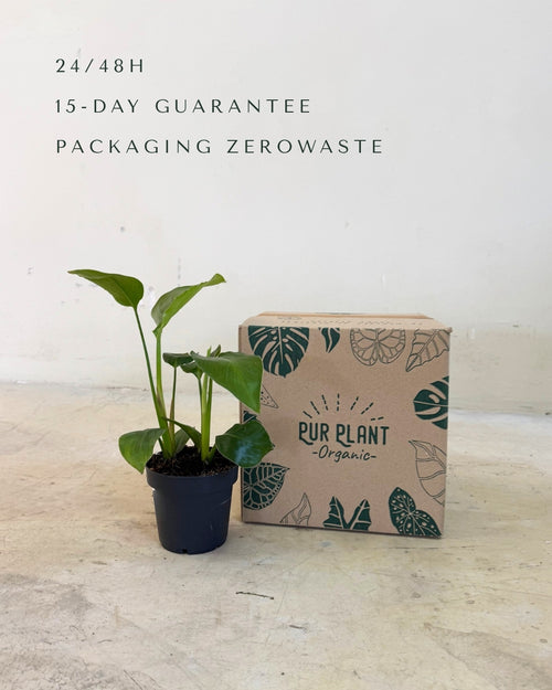 Platanera musa M packaging