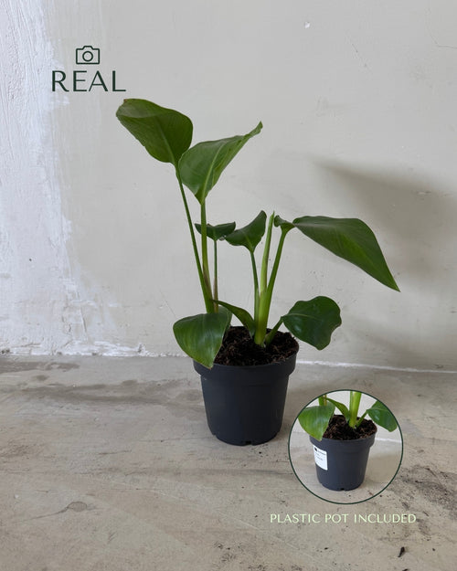 Platanera musa M real