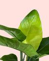 Strelitzia Nicolai L detail