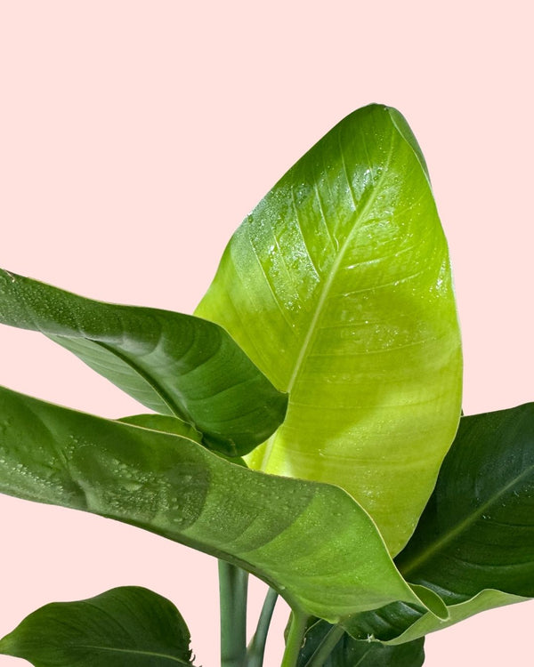 Cómo Cuidar Strelitzia