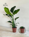 Strelitzia Nicolai XL real