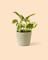 Super Mini Maceta Azul plant