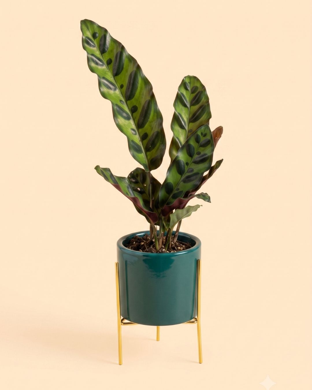 Super Mini maceta esmeralda con soporte plant