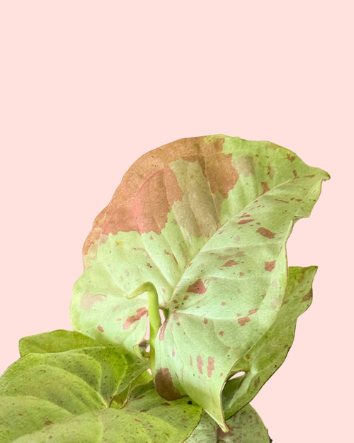 Syngonium Confettii Mini detail