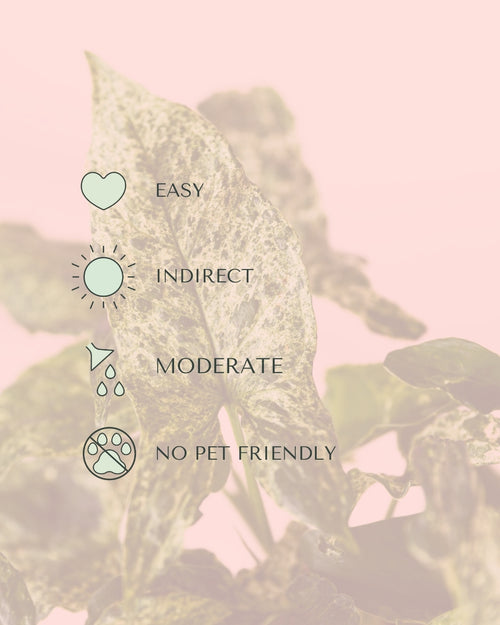 Syngonium Mojito M care