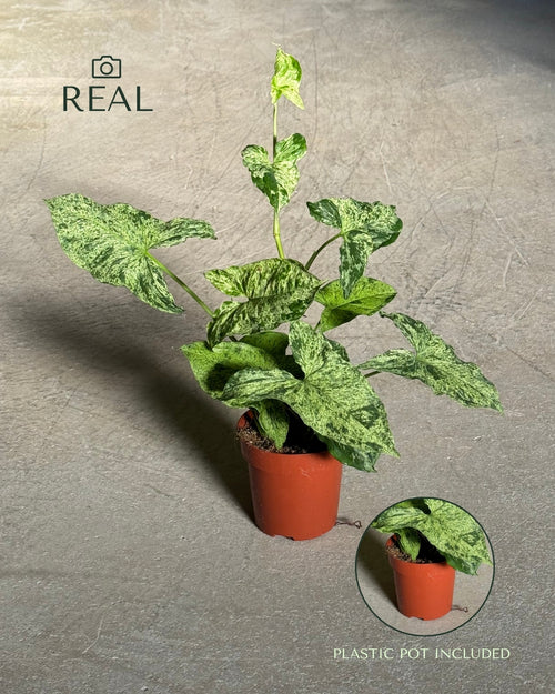 Syngonium Mojito M real