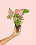 Syngonium Neon Pink Mini