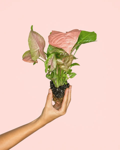 Syngonium Neon Pink Mini