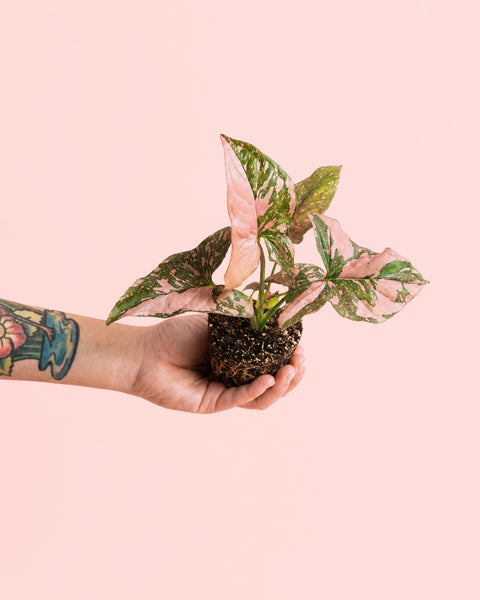 Syngonium Pink Splash Mini