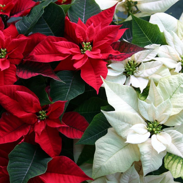 Tipos de Flor de Pascua