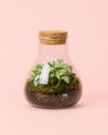 Terrario Fresh – Fittonia Mix Mini