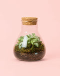 Terrario Fresh – Fittonia Mix Mini