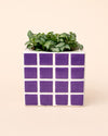 Tile-lila-planta