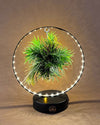 Tillandsia En Círculo De Luz – Negro