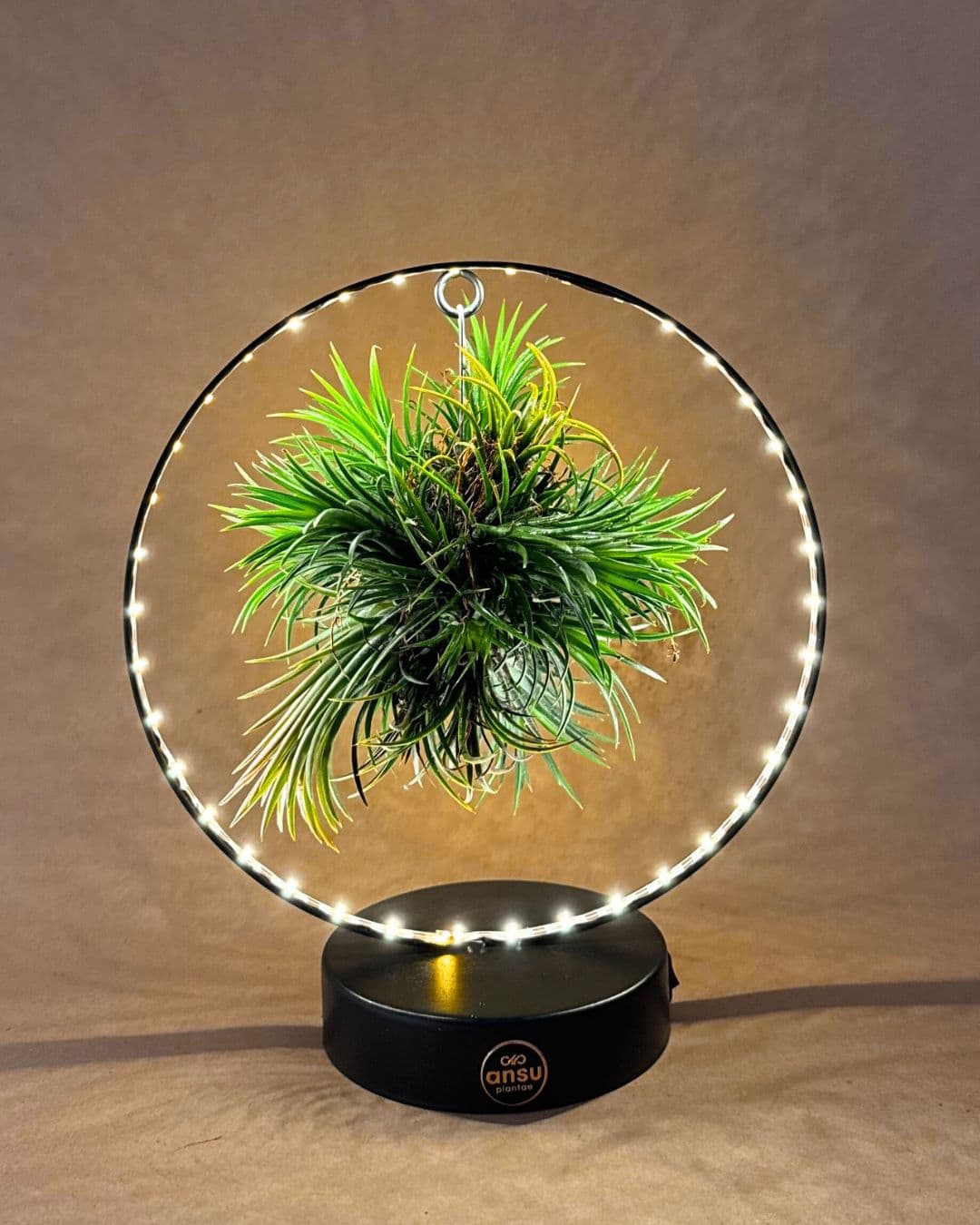 Tillandsia En Círculo De Luz – Negro