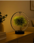 Tillandsia En Círculo De Luz – Negro