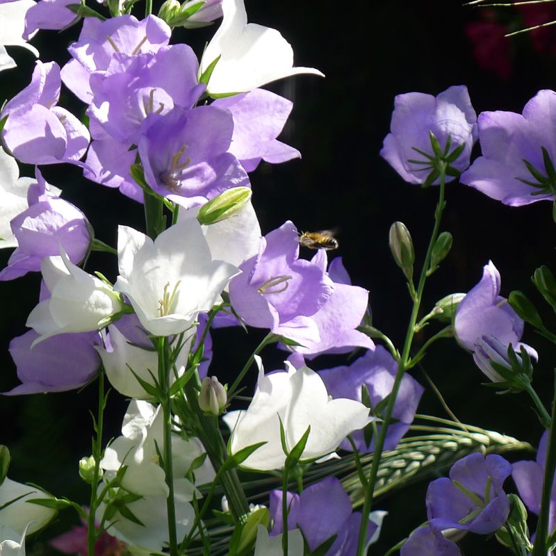 Tipos de Campanula