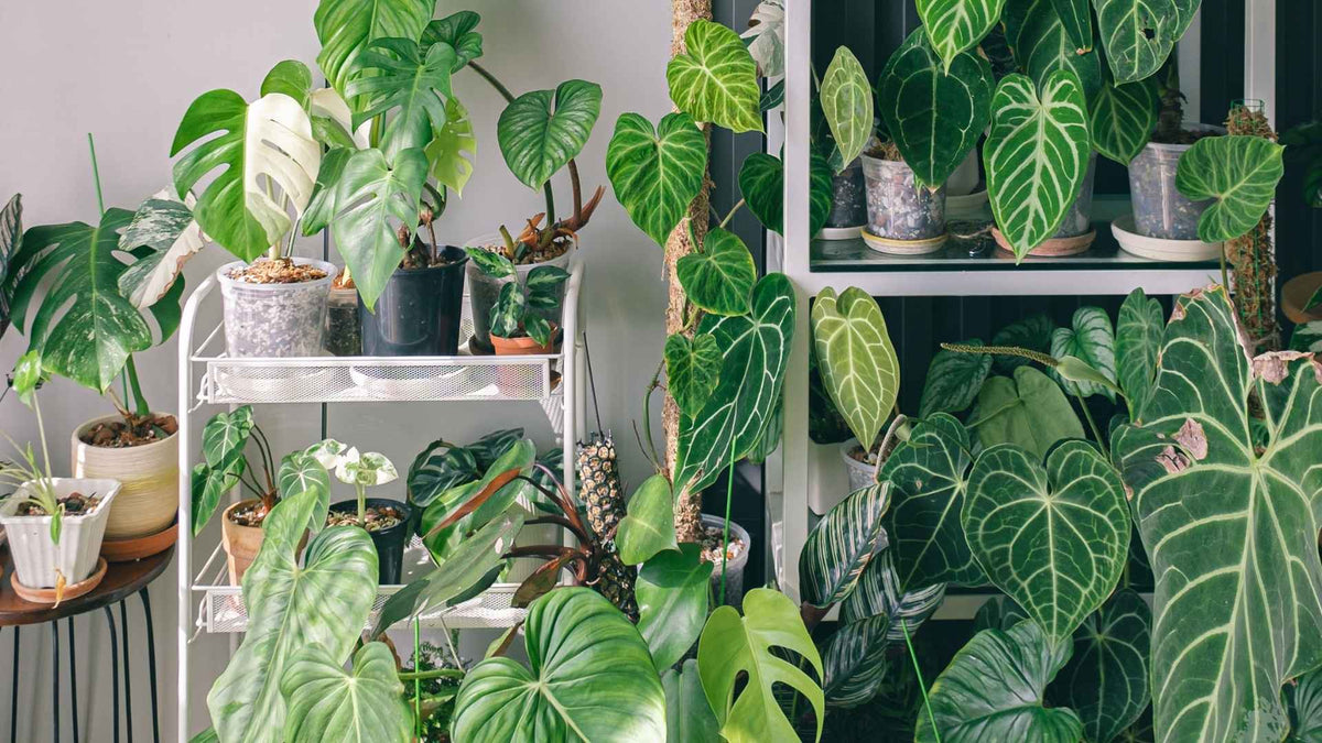 Guía Tipos Plantas