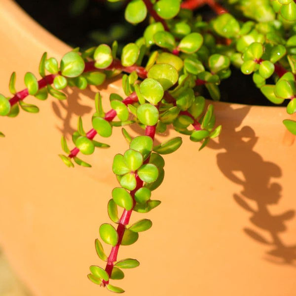 Tipos de Portulacaria