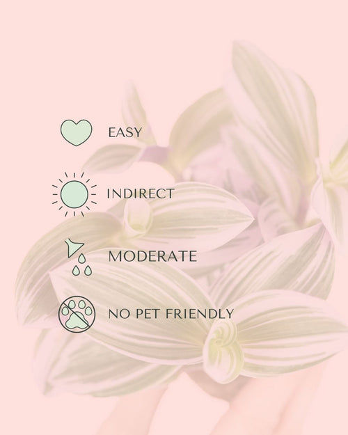 Tradescantia Nanouk Mini care