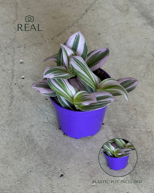 Tradescantia Nanouk Mini real