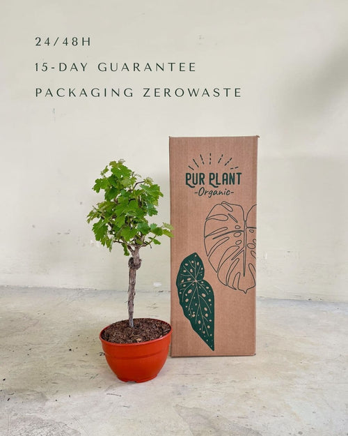 Parra Bonsái - Vitis Vinifera