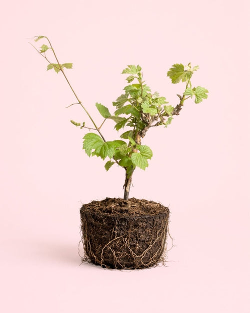 Parra Bonsái - Vitis Vinifera