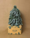 Abeto Natural Mini - Pur Plant