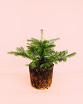 Abies Koreana M