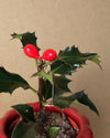Acebo Mini - Pur Plant