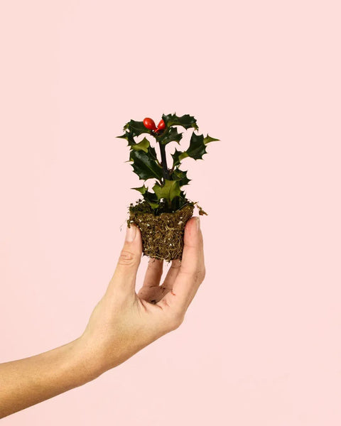 Acebo Mini