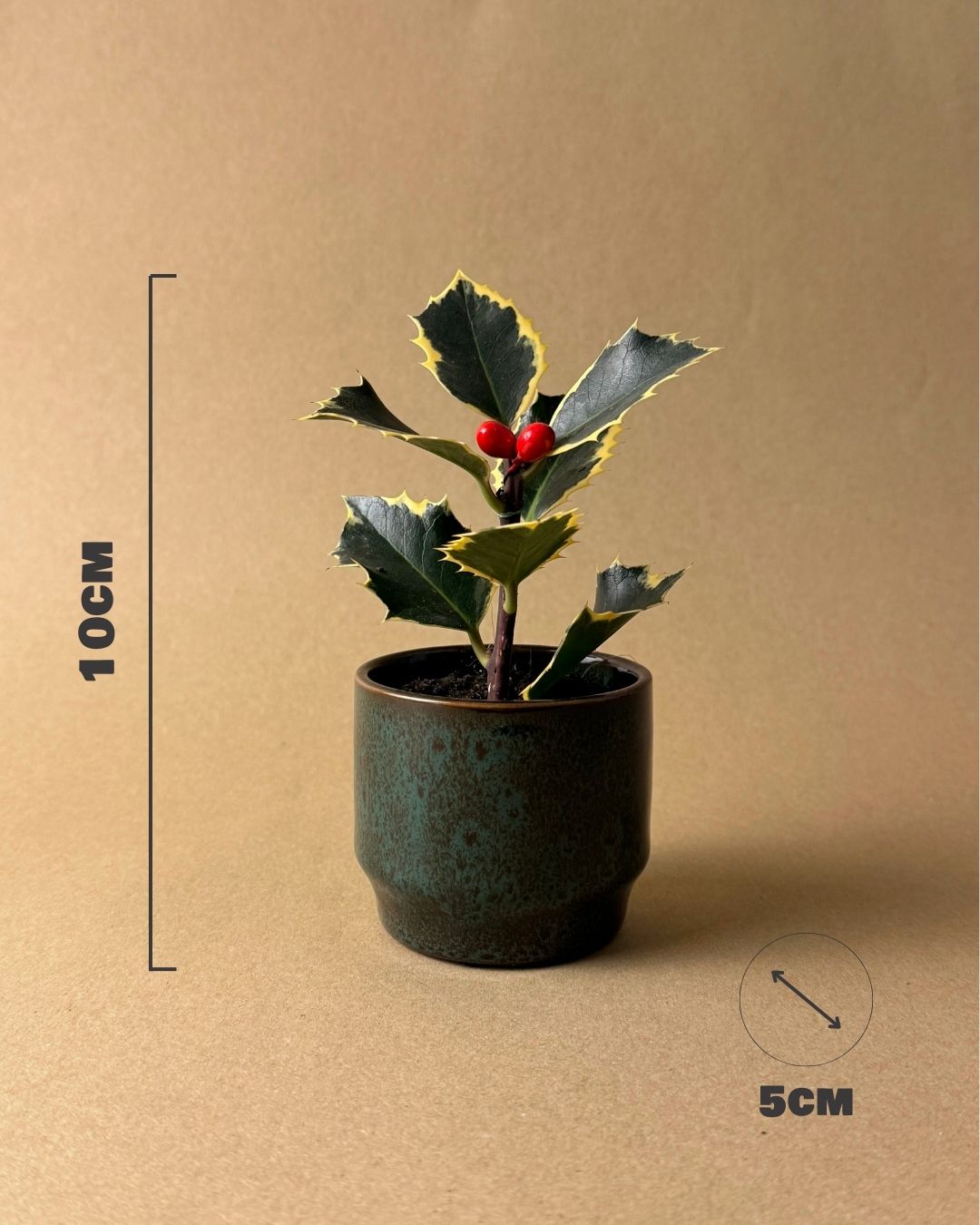 Acebo Variegado Mini - Pur Plant