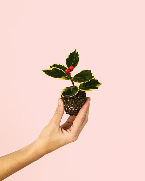 Acebo Variegado Mini