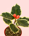 Acebo Variegado Mini - Pur Plant