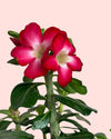 Adenium Obesum M - Pur Plant