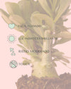 Adenium Obesum M - Pur Plant