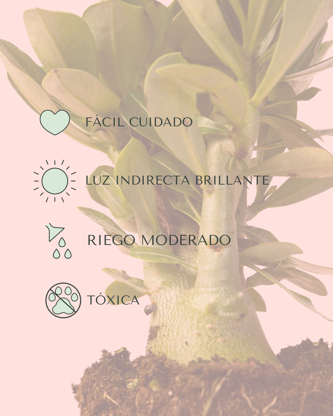 Adenium Obesum M - Pur Plant