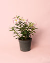 Adenium Obesum M - Pur Plant