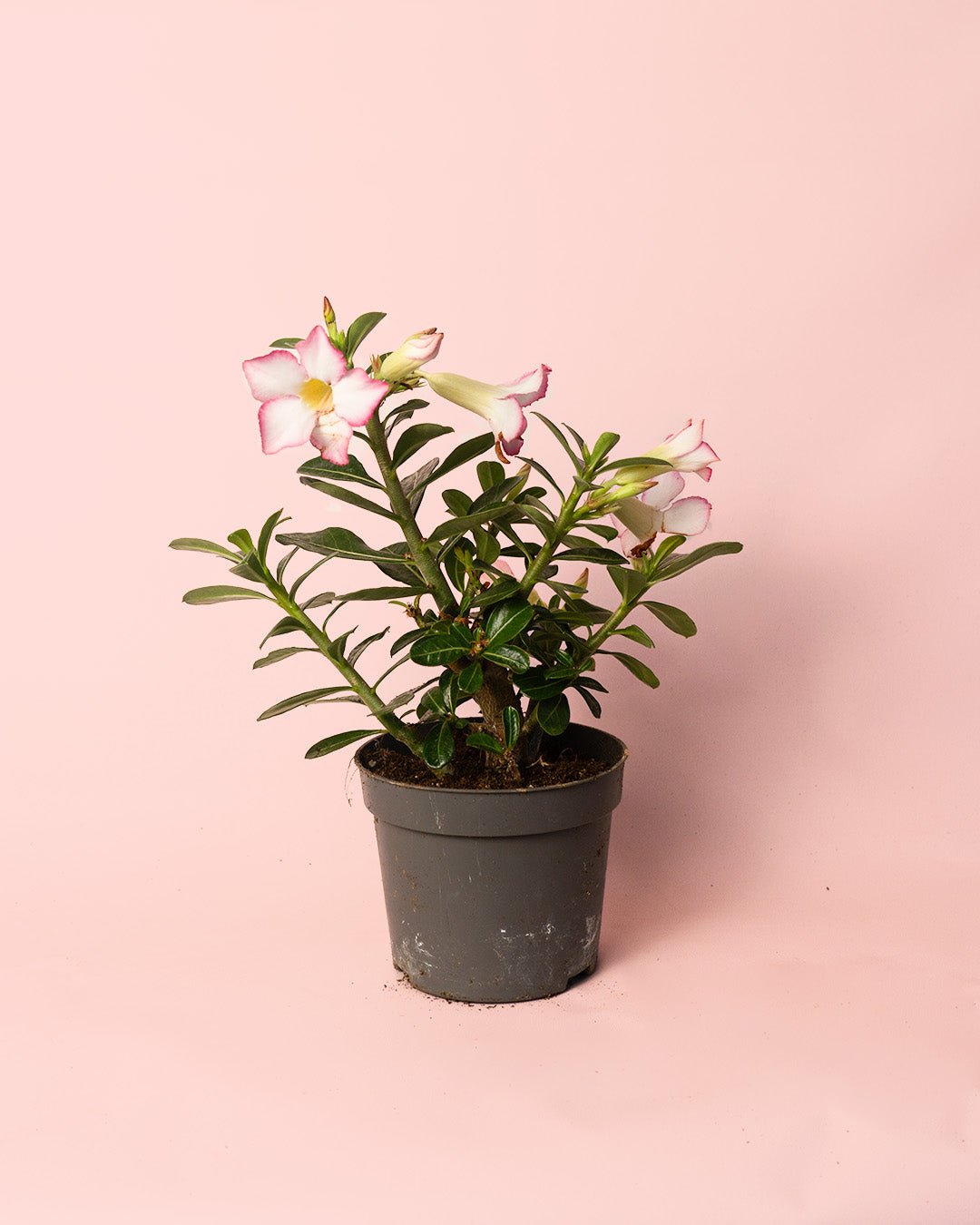 Adenium Obesum M - Pur Plant